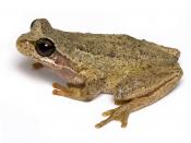 English: A Tasmanian Brown Tree Frog (Litoria ewingii) Français : Une rainette brune de Tasmanie.
