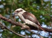Wild Laughing Kookaburra with a frog in its beak at St Ives Village Green, suburban Sydney, Australia.