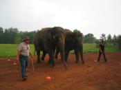 Two elephants being prepared for filming for Evan Almighty, starring Steve Carell