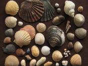 English: Seashells: marine bivalves and gastropods from Shell Island, a coastal peninsula south of Harlech Castle, in North Wales/ Great Britain. There we found about 25 different species out of 200 shells we picked up