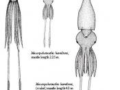 Colossal giant squid