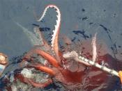 Colossal squid sighted near the Ross Ice Shelf on January 8, 2007. First recorded sighting of a mature colossal squid. (8/1/2007)