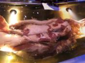 English: Colossal Squid on display in Te Papa Museum Wellington New Zealand