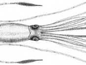 Giant squid, Architeuthis sp., modified from an illustration by A.E. Verrill, 1880.