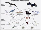 Diagram of a food chain for waterbirds of the Chesapeake Bay