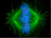 English: Image of the mitotic spindle in a human cell showing microtubules in green, chromosomes (DNA) in blue, and kinetochores in red.