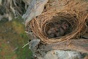 English: Three White-breasted Woodswallow (Artamus leucorynchus) chicks in their nest on the foreshore of the lagoon between MacMasters and Copacabana beach on the central coast of New South Wales, Australia.