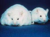 Two mice; the mouse on the left has more fat stores than the mouse on the right.