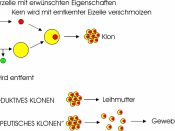 en: Reproductive and therapeutic cloning german diagram / de: Reproduktives und therapeutisches Klonen mit Text