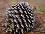 Pinus radiata Pine cone on forest floor