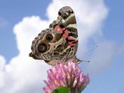 English: An American Lady butterfly against a cloud-filled sky.