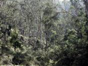 Eucalypt woodlands in Victoria.