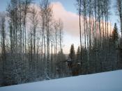 English: A beautiful winter day at Vista Ridge, the local skill hill in Fort McMurray, Alberta.