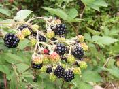 Blackberries are a source of polyphenol antioxidants