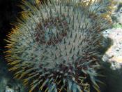 Crown-of-thorns starfish in Fiji.