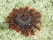 English: Crown-of-Thorns starfish (Acanthaster planci), taken in French Polynesia off the island of Raiatea