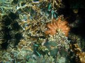 Sea Urchins, Crown-of-thorns Starfish and Corals in their natural habitat. The picture was taken at Madagascar