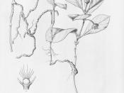 Illustration of Psychotria ipecacuanha