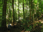 English: Daintree Rainforest with bushwalker, Queensland, Australia