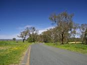 English: Drought affected River Red Gums along Readbank Road in Gregadoo, New South Wales.