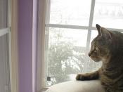 Plath watching the first snow of the season