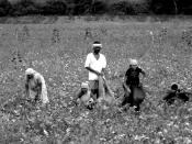 English: Workers tending crop fields off of the highway from Dharwad to Hampi.