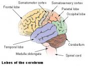 The cerebellum is largely responsible for coordinating the unconscious aspects of proprioception.