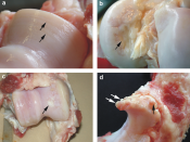 English: Macroscopical joint lesions in sows. a: Cartilage erosion (arrows) on the medial humeral condyle. b: Cartilage ulceration (arrow) on the medial femoral condyle. c: Cartilage repair (arrow) of the medial femoral condyle d: Marginal osteophytes (ar
