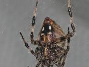 English: Barn spider, Neoscona crucifera, photographed by Greg Hume on 9/14/2005.