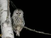 This photo shows an owl perched at a tree branch at night. According to Brit, this is Barred Owl (Strix varia).