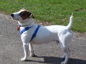 English: A Jack Russell Terrier wearing a blue harness.