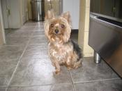 My cousin's Yorkshire Terrier.