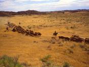 Cattle roundup at the Fort Keogh Livestock and Range Research Station in southeastern Montana. At this station, one of the largest livestock research facilities in the world, researchers help to ensure a plentiful supply of meat while protecting the range
