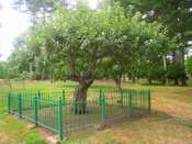Isaac Newton apple tree, Babson College, 231 Forest Street, Wellesley, Massachusetts, USA.