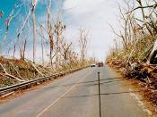 Wind damage to trees from Iniki