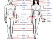 Human body features