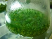English: Blue-green algae cultured in specific media. Blue-green algae can be helpful in agriculture as they have the capability to fix atmospheric nitrogen to soil. This nitrogen is helpful to the crops. Blue-green algae is used as a bio-fertilizer.