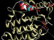 English: Protein kinase CK2, a phosphorylation enzyme