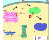 The intracellular trafficking of BACE1