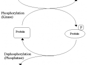 Reversible protein phosphorylation
