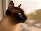 English: Siamese cat, head in profile Español: Gato siames, cabeza de perfil