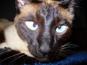 A Siamese Cat displaying the typical blue, cross-eyed eyes typical of the breed.