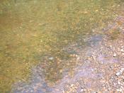 English: Minnows (Phoxinus phoxinus) shoaling in the Lugton Water, North Ayrshire, Scotland.