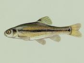 Fathead minnow, (Pimephales promelas), taken from USFWS website -- stated there to be PD
