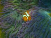 English: Amphiprion percula / Clownfish; Location: Welcome Bay, Fitzroy Island, Queensland, Australia