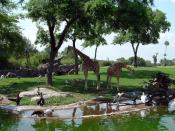 English: A view from Busch Gardens Africa's 