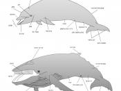 Baleen whale (Mysticeti) and Toothed whale (Odontoceti)