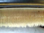 A close-up view of baleen plates. The plates are used to strain food from the water