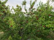 A plum tree