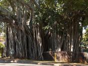 English: A Banyan tree claimed to be the oldest in , located in Cleveland beside the Grand View Hotel.